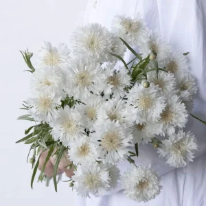 Florence White Cornflower Seeds - Bachelor Button Variety - 30 Seeds - Elegant White Blooms - Image 11