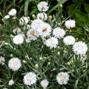 Florence White Cornflower Seeds - Bachelor Button Variety - 30 Seeds - Elegant White Blooms - Image 12