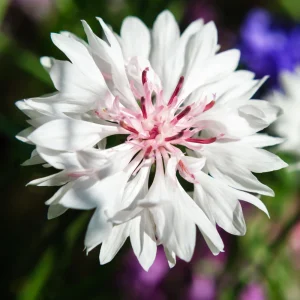 Florence White Cornflower Seeds - Bachelor Button Variety - 30 Seeds - Elegant White Blooms - Image 2