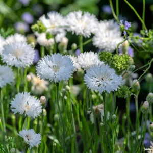 Florence White Cornflower Seeds - Bachelor Button Variety - 30 Seeds - Elegant White Blooms - Image 3