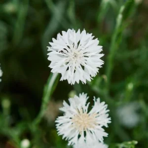 Florence White Cornflower Seeds - Bachelor Button Variety - 30 Seeds - Elegant White Blooms - Image 4