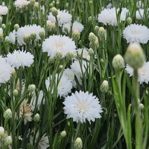 Florence White Cornflower Seeds - Bachelor Button Variety - 30 Seeds - Elegant White Blooms - Image 5