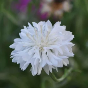 Florence White Cornflower Seeds - Bachelor Button Variety - 30 Seeds - Elegant White Blooms - Image 6