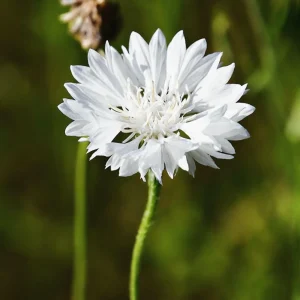 Florence White Cornflower Seeds - Bachelor Button Variety - 30 Seeds - Elegant White Blooms - Image 7