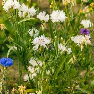 Florence White Cornflower Seeds - Bachelor Button Variety - 30 Seeds - Elegant White Blooms - Image 8