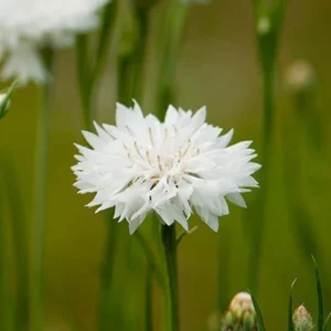 Florence White Cornflower Seeds - Bachelor Button Variety - 30 Seeds - Elegant White Blooms - Image 9