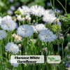 Florence White Cornflower Seeds - Bachelor Button Variety - 30 Seeds - Elegant White Blooms - Image 1