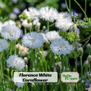 Florence White Cornflower Seeds - Bachelor Button Variety - 30 Seeds - Elegant White Blooms - Image 1