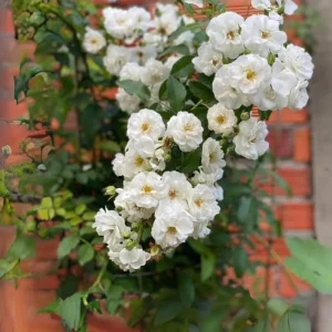 Friendship Rose Seeds - Rare Fragrant, Cold Resistant Rose Seeds - Perennial Flower Seeds - 30 Seeds - Image 10