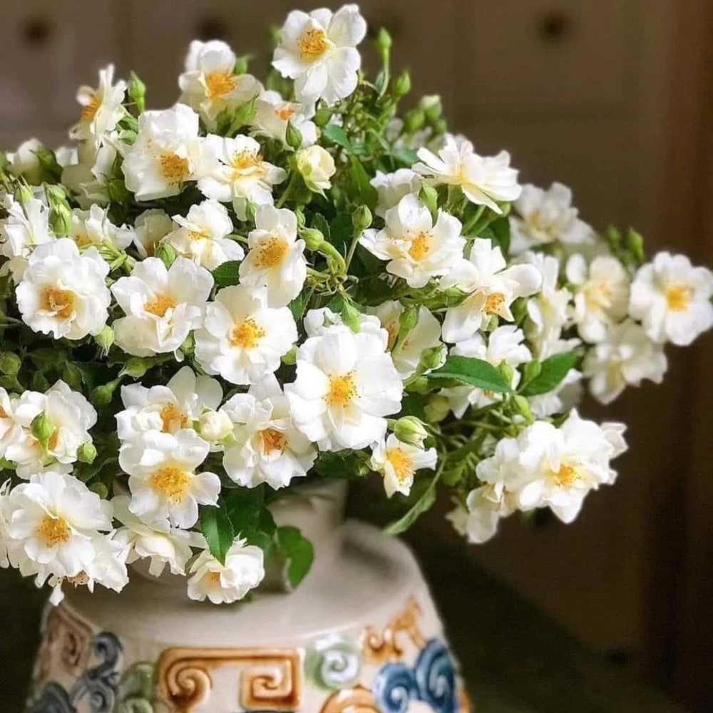 Friendship Rose Seeds - Rare Fragrant, Cold Resistant Rose Seeds - Perennial Flower Seeds - 30 Seeds - Image 11