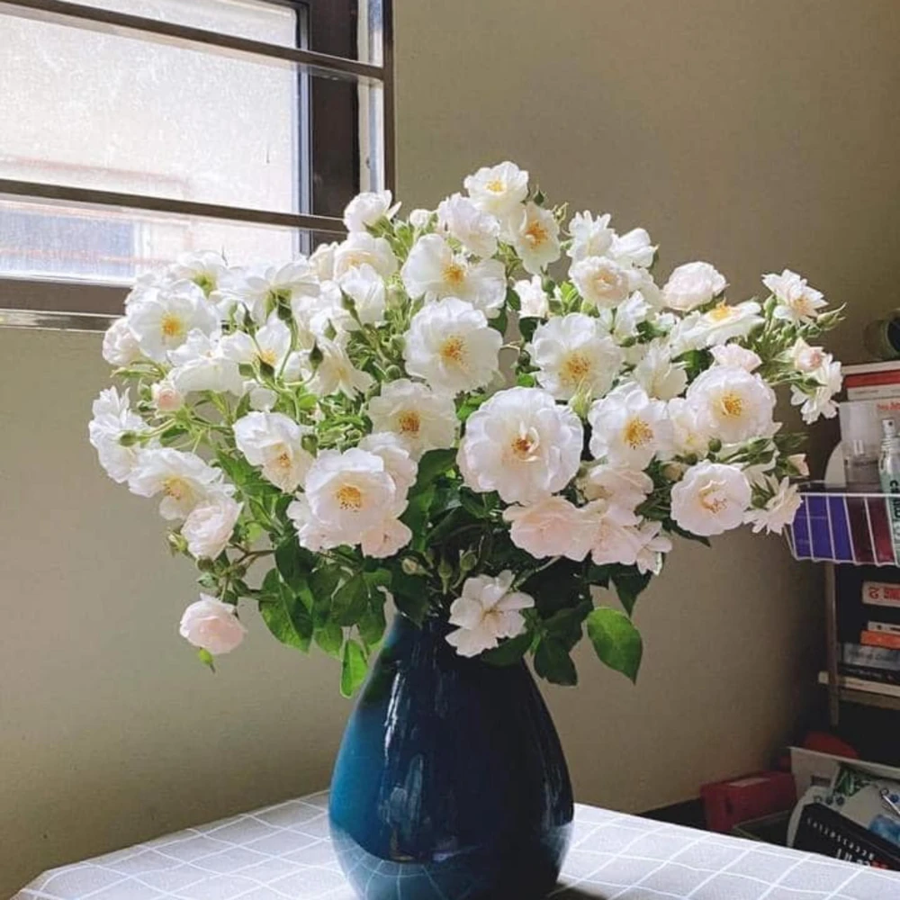 Friendship Rose Seeds - Rare Fragrant, Cold Resistant Rose Seeds - Perennial Flower Seeds - 30 Seeds - Image 13