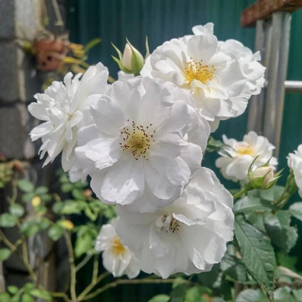 Friendship Rose Seeds - Rare Fragrant, Cold Resistant Rose Seeds - Perennial Flower Seeds - 30 Seeds - Image 2