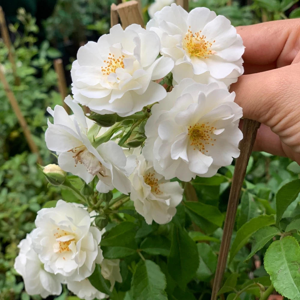 Friendship Rose Seeds - Rare Fragrant, Cold Resistant Rose Seeds - Perennial Flower Seeds - 30 Seeds - Image 3