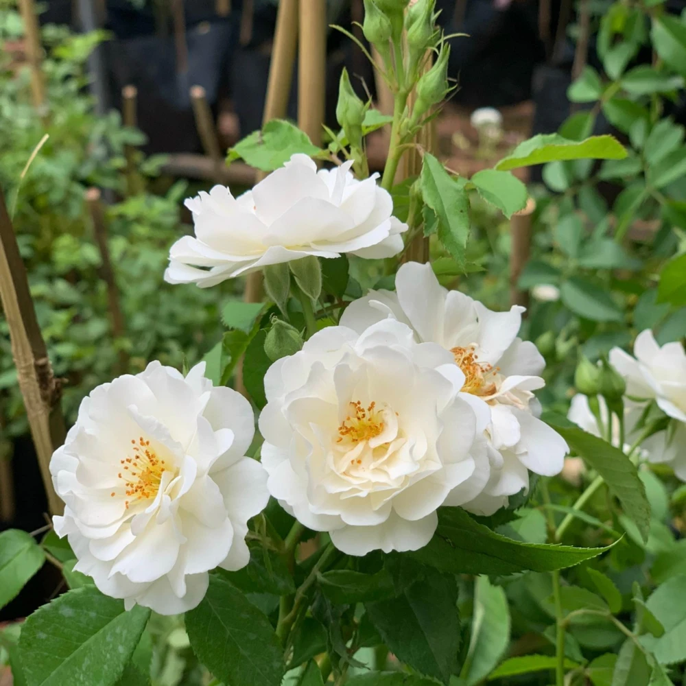 Friendship Rose Seeds - Rare Fragrant, Cold Resistant Rose Seeds - Perennial Flower Seeds - 30 Seeds - Image 4