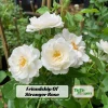 Friendship Rose Seeds - Rare Fragrant, Cold Resistant Rose Seeds - Perennial Flower Seeds - 30 Seeds - Image 1