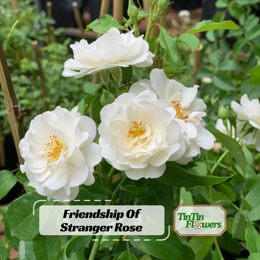 Friendship Rose Seeds - Rare Fragrant, Cold Resistant Rose Seeds - Perennial Flower Seeds - 30 Seeds - Image 1
