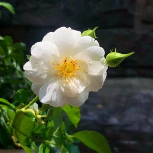 Friendship Rose Seeds - Rare Fragrant, Cold Resistant Rose Seeds - Perennial Flower Seeds - 30 Seeds - Image 5