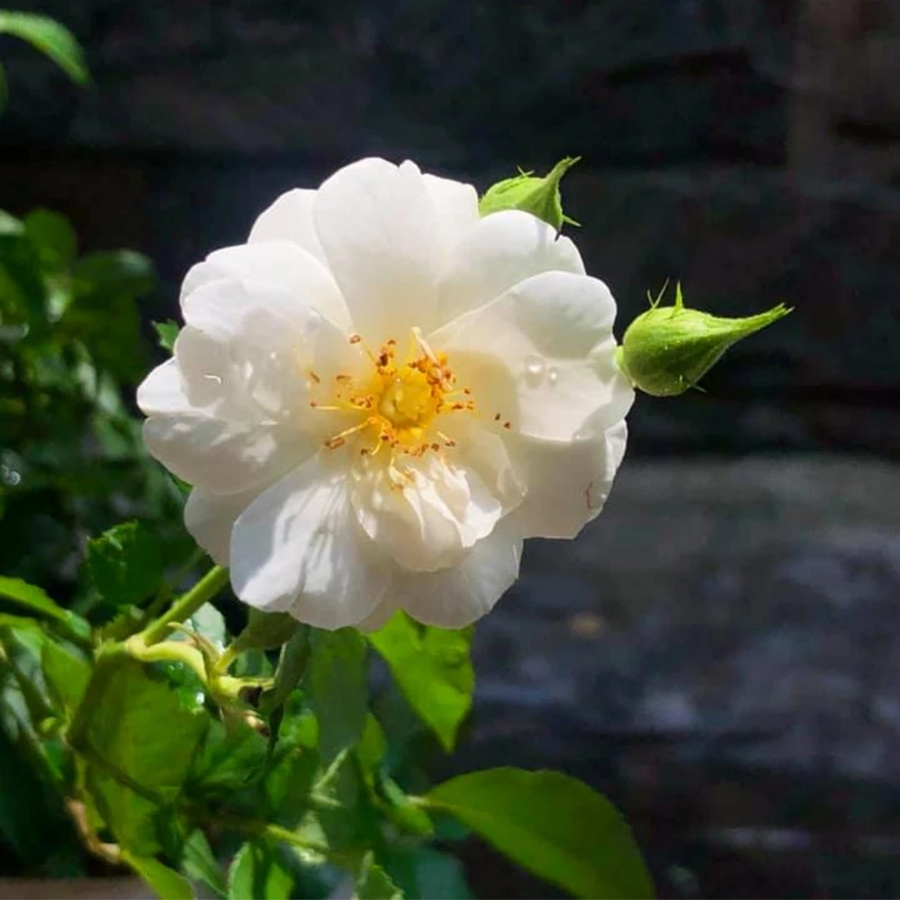Friendship Rose Seeds - Rare Fragrant, Cold Resistant Rose Seeds - Perennial Flower Seeds - 30 Seeds - Image 5