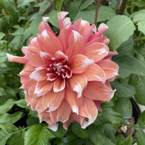 Frost Nip Dahlia Seeds - 40 Count Pollinator Friendly Heirloom Flower Seed Mix - Image 10