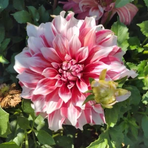 Frost Nip Dahlia Seeds - 40 Count Pollinator Friendly Heirloom Flower Seed Mix - Image 11