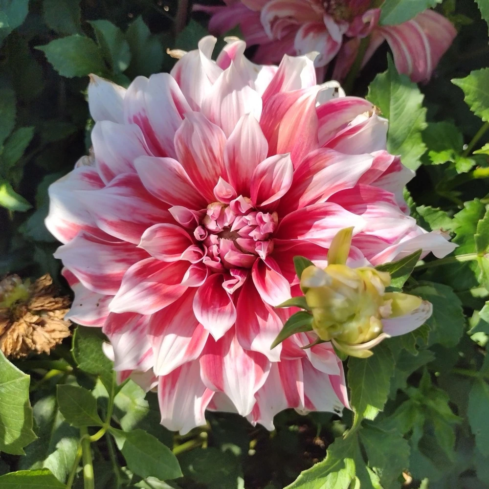 Frost Nip Dahlia Seeds - 40 Count Pollinator Friendly Heirloom Flower Seed Mix - Image 11