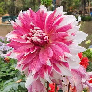 Frost Nip Dahlia Seeds - 40 Count Pollinator Friendly Heirloom Flower Seed Mix - Image 13