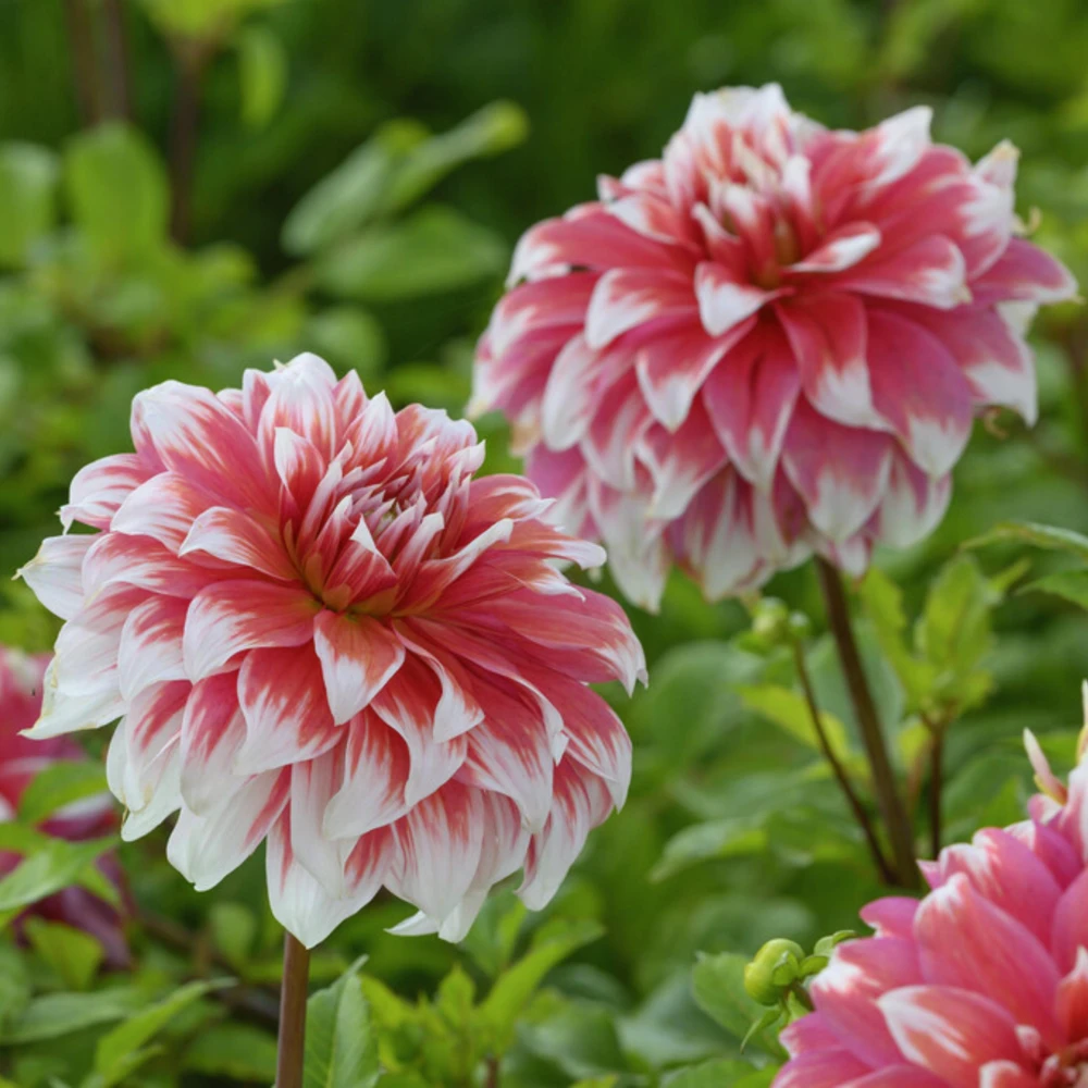 Frost Nip Dahlia Seeds - 40 Count Pollinator Friendly Heirloom Flower Seed Mix - Image 2