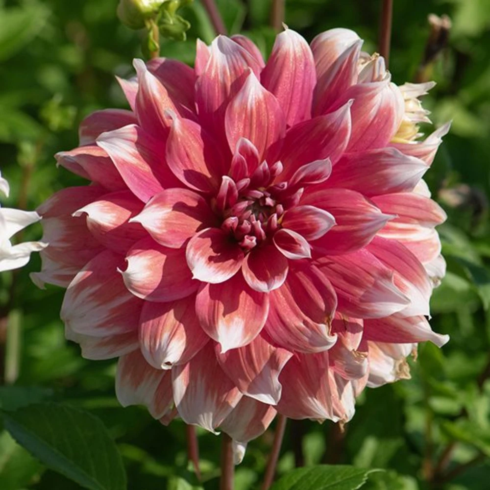 Frost Nip Dahlia Seeds - 40 Count Pollinator Friendly Heirloom Flower Seed Mix - Image 3