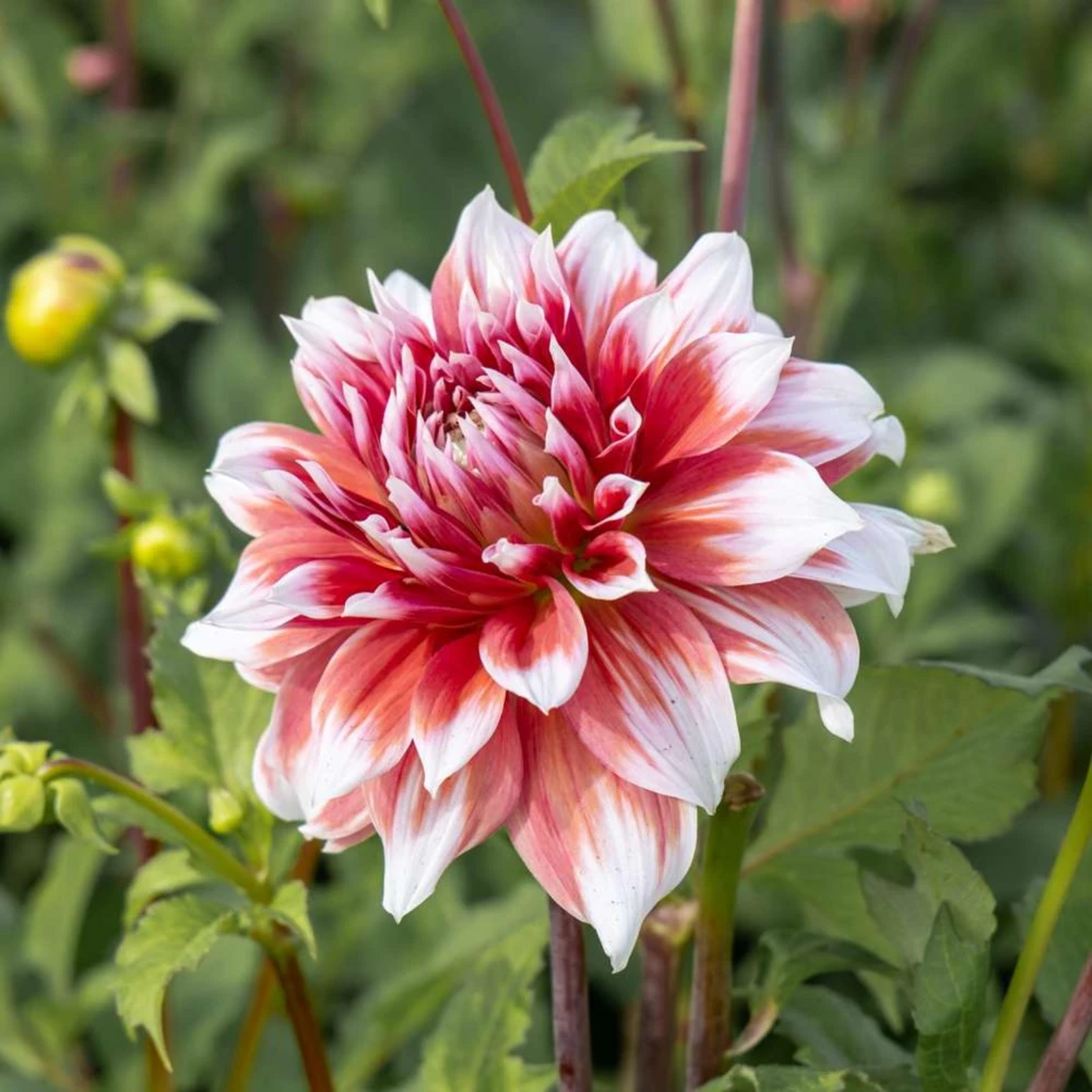 Frost Nip Dahlia Seeds - 40 Count Pollinator Friendly Heirloom Flower Seed Mix - Image 4