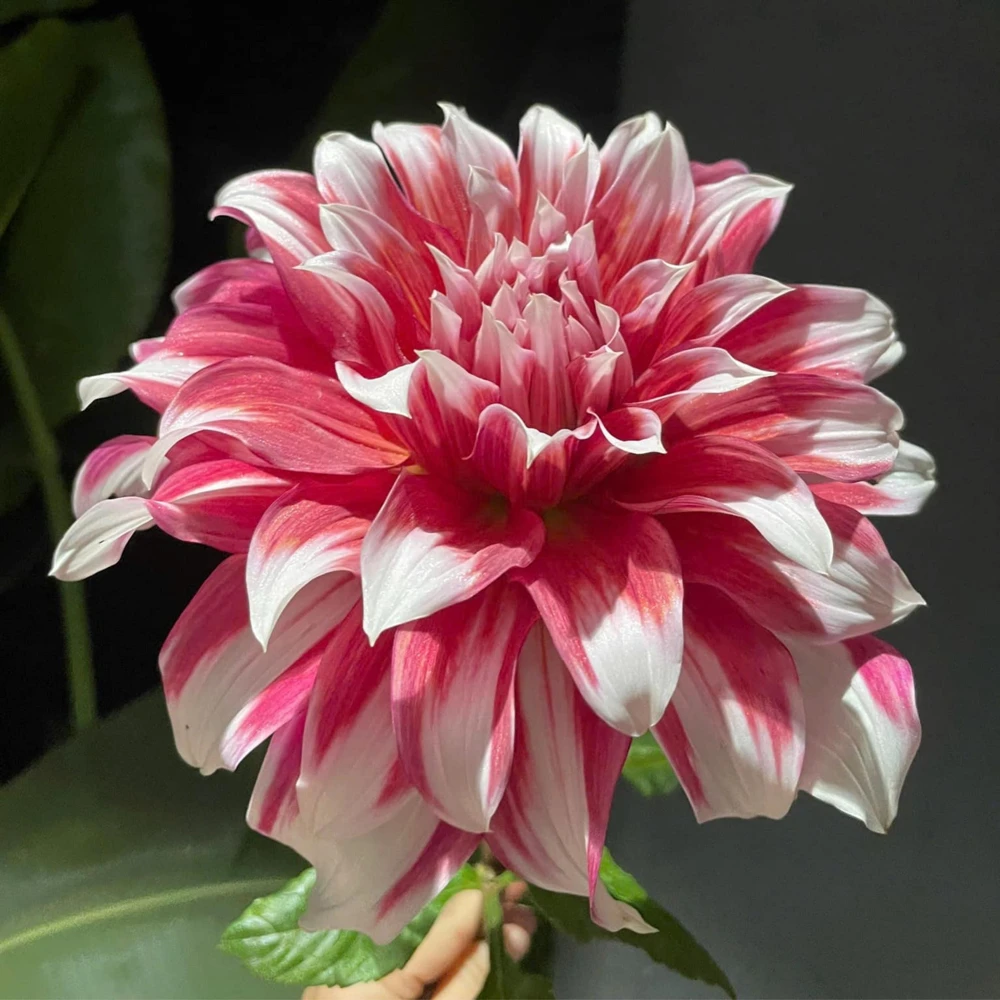 Frost Nip Dahlia Seeds - 40 Count Pollinator Friendly Heirloom Flower Seed Mix - Image 5