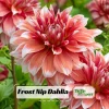 Frost Nip Dahlia Seeds - 40 Count Pollinator Friendly Heirloom Flower Seed Mix - Image 1