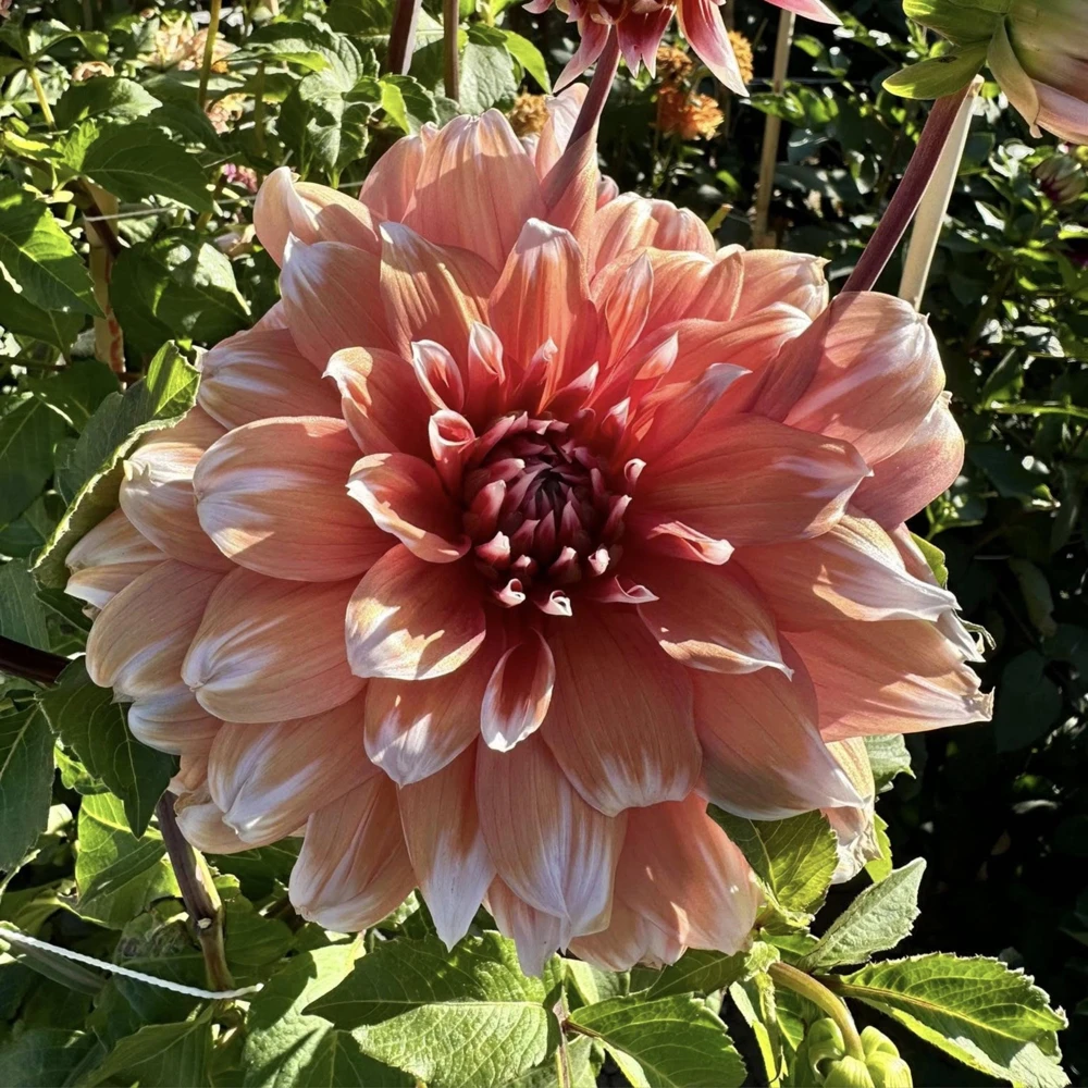 Frost Nip Dahlia Seeds - 40 Count Pollinator Friendly Heirloom Flower Seed Mix - Image 6