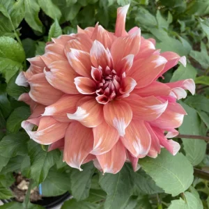 Frost Nip Dahlia Seeds - 40 Count Pollinator Friendly Heirloom Flower Seed Mix - Image 7