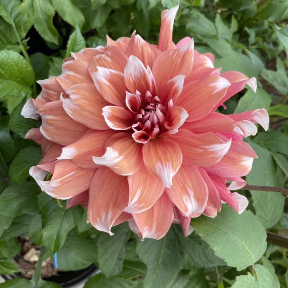 Frost Nip Dahlia Seeds - 40 Count Pollinator Friendly Heirloom Flower Seed Mix - Image 7