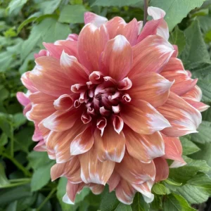 Frost Nip Dahlia Seeds - 40 Count Pollinator Friendly Heirloom Flower Seed Mix - Image 8