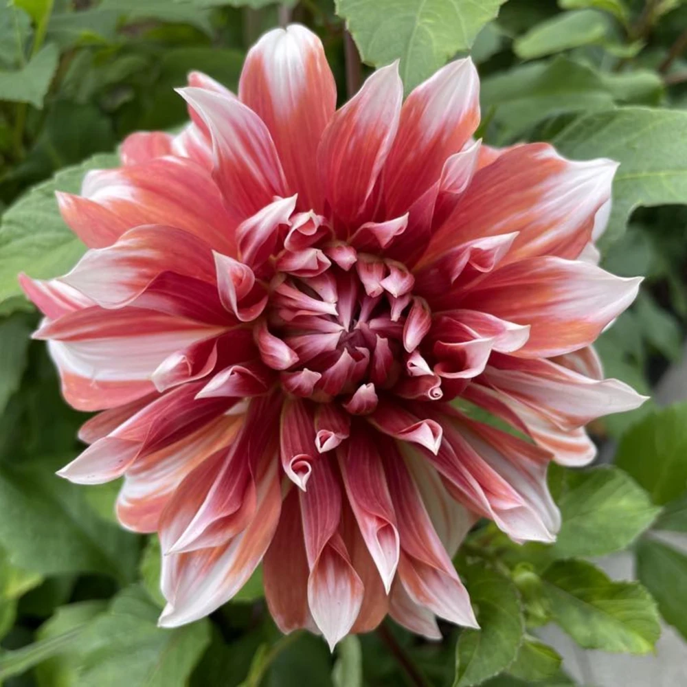 Frost Nip Dahlia Seeds - 40 Count Pollinator Friendly Heirloom Flower Seed Mix - Image 9