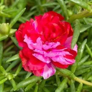 Fuchsia Pink Moss Rose Seeds - Portulaca grandiflora - Bright Fuchsia Blooms - 30 Seed Pack - Image 10
