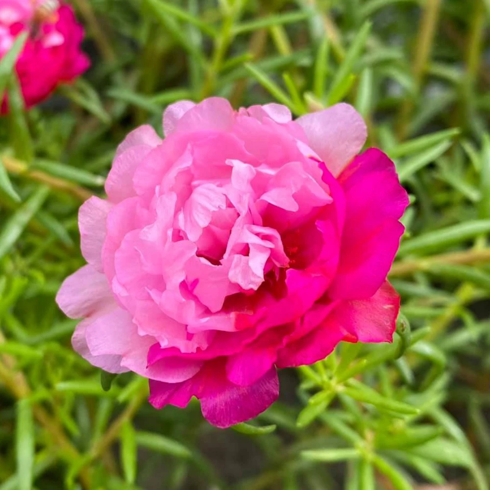 Fuchsia Pink Moss Rose Seeds - Portulaca grandiflora - Bright Fuchsia Blooms - 30 Seed Pack - Image 11