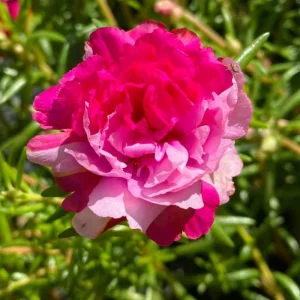 Fuchsia Pink Moss Rose Seeds - Portulaca grandiflora - Bright Fuchsia Blooms - 30 Seed Pack - Image 12