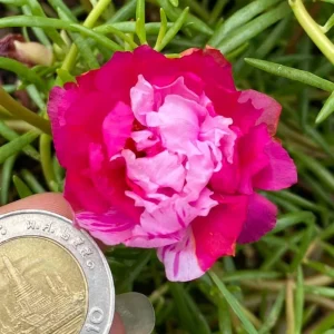 Fuchsia Pink Moss Rose Seeds - Portulaca grandiflora - Bright Fuchsia Blooms - 30 Seed Pack - Image 13
