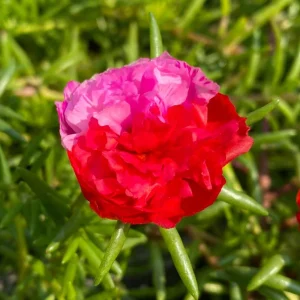 Fuchsia Pink Moss Rose Seeds - Portulaca grandiflora - Bright Fuchsia Blooms - 30 Seed Pack - Image 14