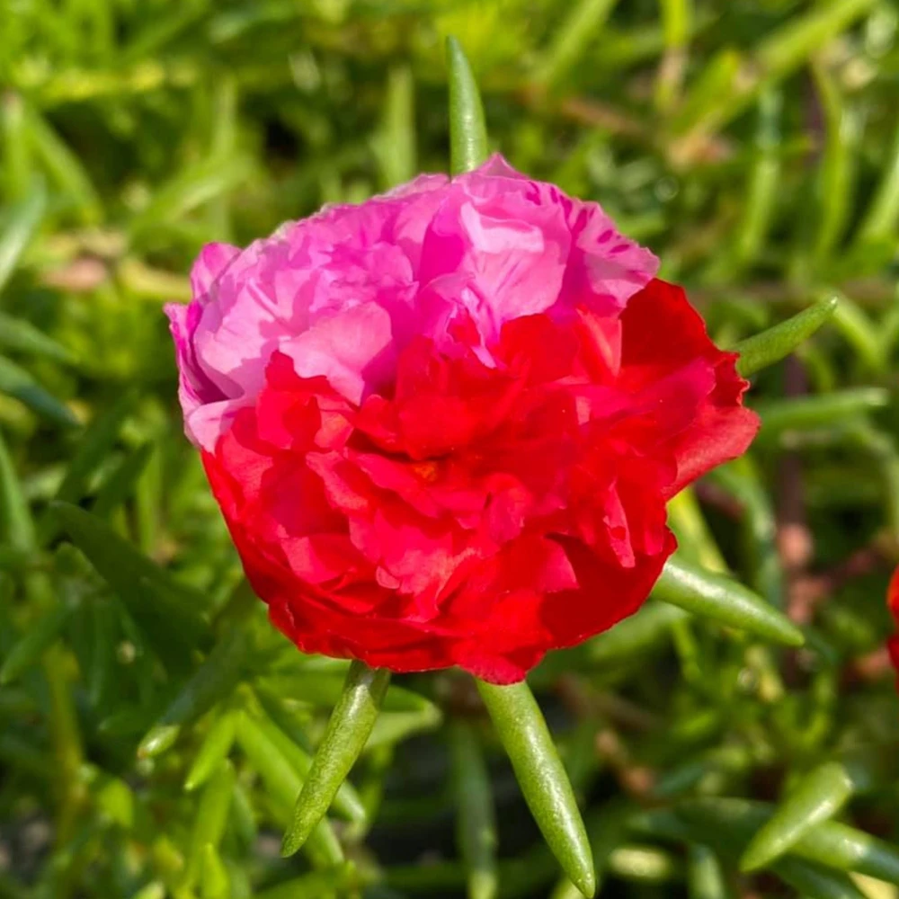 Fuchsia Pink Moss Rose Seeds - Portulaca grandiflora - Bright Fuchsia Blooms - 30 Seed Pack - Image 14