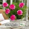 Fuchsia Pink Moss Rose Seeds - Portulaca grandiflora - Bright Fuchsia Blooms - 30 Seed Pack - Image 1