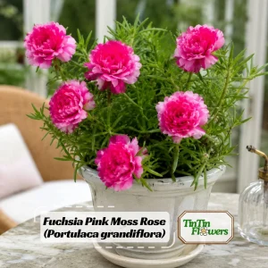 Fuchsia Pink Moss Rose Seeds - Portulaca grandiflora - Bright Fuchsia Blooms - 30 Seed Pack - Image 1