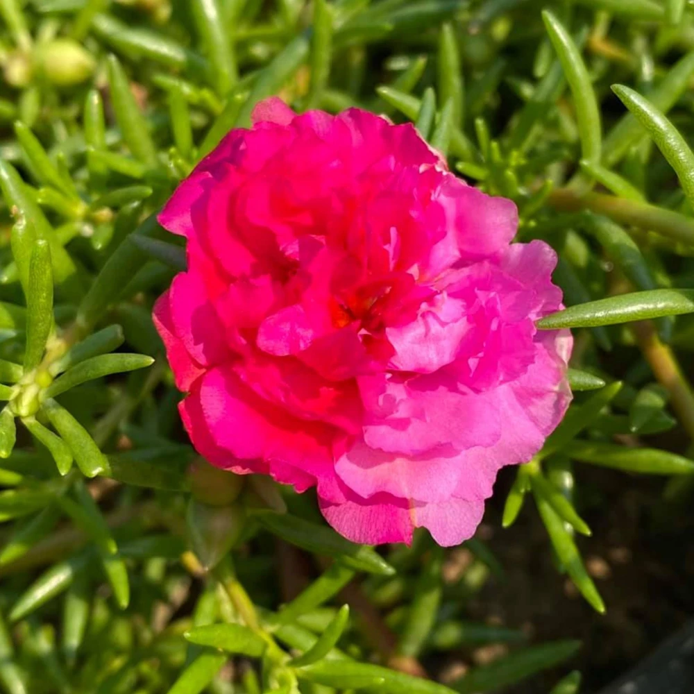 Fuchsia Pink Moss Rose Seeds - Portulaca grandiflora - Bright Fuchsia Blooms - 30 Seed Pack - Image 15