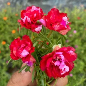 Fuchsia Pink Moss Rose Seeds - Portulaca grandiflora - Bright Fuchsia Blooms - 30 Seed Pack - Image 16