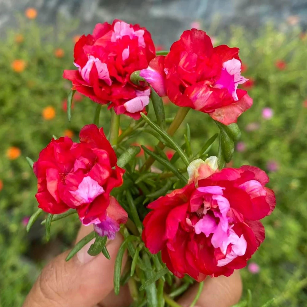 Fuchsia Pink Moss Rose Seeds - Portulaca grandiflora - Bright Fuchsia Blooms - 30 Seed Pack - Image 16