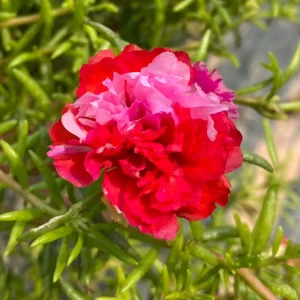 Fuchsia Pink Moss Rose Seeds - Portulaca grandiflora - Bright Fuchsia Blooms - 30 Seed Pack - Image 17
