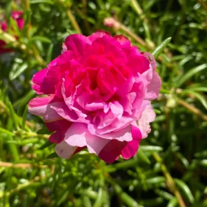 Fuchsia Pink Moss Rose Seeds - Portulaca grandiflora - Bright Fuchsia Blooms - 30 Seed Pack - Image 2
