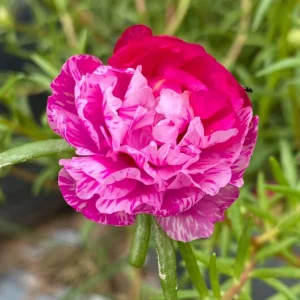 Fuchsia Pink Moss Rose Seeds - Portulaca grandiflora - Bright Fuchsia Blooms - 30 Seed Pack - Image 3